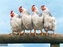 إنخفاض أسعار الدواجن اليوم الجمعة 