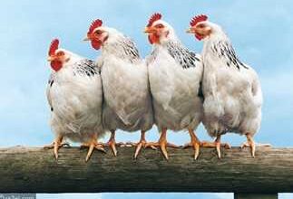 إنخفاض أسعار الدواجن اليوم الجمعة 