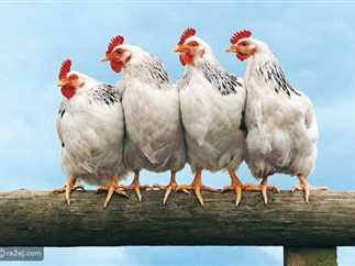 إنخفاض أسعار الدواجن اليوم الجمعة 