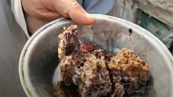 العثور على 13 خلية نحل داخل مقبرة بالمنوفية واستخراج 25 كيلو عسل يعطل دفن جثمان