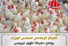 المركز الإعلامي لمجلس الوزراء يوضح حقيقة ظهور فيروس إنفلونزا الطيور بالمزارع المصرية