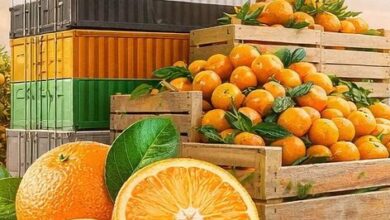 مصر تعزز مكانتها كأكبر مصدر للبرتقال في العالم من محصول زراعي إلى أصل تصديري