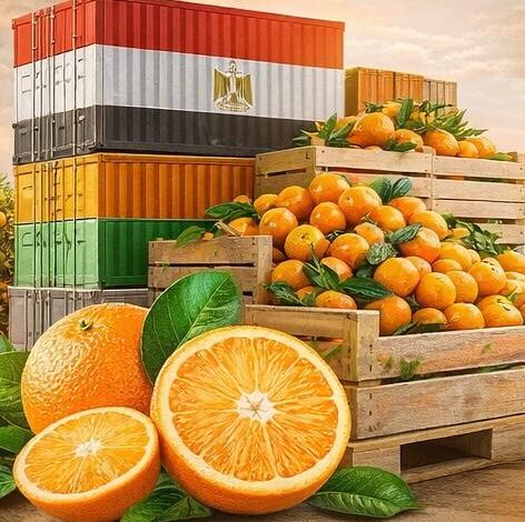 مصر تعزز مكانتها كأكبر مصدر للبرتقال في العالم من محصول زراعي إلى أصل تصديري