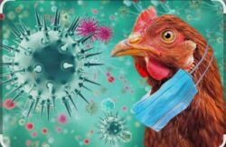 المركز الإعلامي لمجلس الوزراء يوضح حقيقة ظهور فيروس إنفلونزا الطيور بالمزارع المصرية