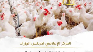 حقيقة ارتفاع أسعار الدواجن نتيجة نقص المعروض منها بالأسواق 