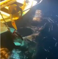 وزيرة البيئة تعلن ضبط المتهمين بواقعة صيد القرش الحوتي