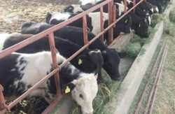 وزير الزراعة يوافق على تمويل جديد لدعم مستفيدي البتلو