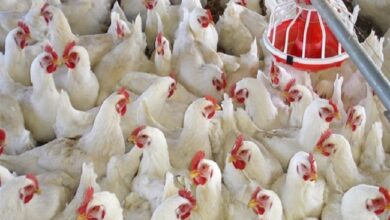 إستعدادات الدولة لإستقبال شهر رمضان 