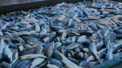 مواصلة أعمال الحصاد بمزرعة المنزلة السمكية وإنتاج 21 طنًا من الأسماك