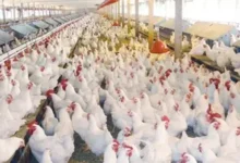 إرتفاع في أسعار الدواجن اليوم الثلاثاء ٢٤ فبراير 