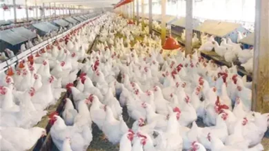 إرتفاع في أسعار الدواجن اليوم الثلاثاء ٢٤ فبراير