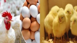 قبل رمضان إجراءات حكومية عاجلة لضبط أسعار الدواجن بالأسواق