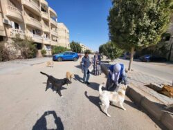 الزراعة تحصن 8 آلاف كلب شوارع لمكافحة السعار