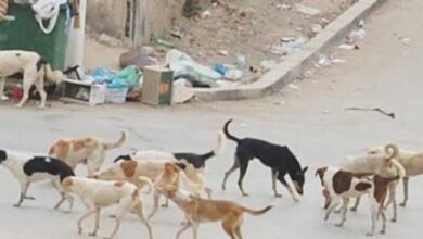 الزراعة": تحصين 12,665 كلب حر وتعقيم 1,593 منذ يناير ضمن الحملة القومية لمكافحة مرض السعار