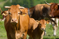 الولايات المتحد: لن تخضع اللحوم للرسوم الجمركية 