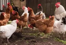 إرتفاع أسعار الدواجن اليوم الجمعة بالأسواق 