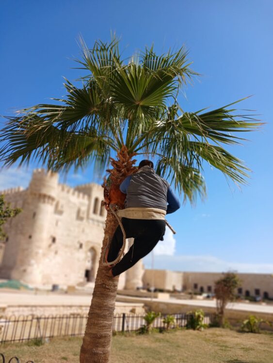 تنسيق وتقليم النخيل لاستقبال الزائرين بقلعة قايتباي في عيد الفطر المبارك 