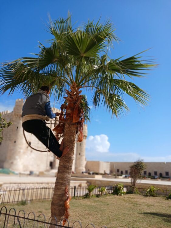 تنسيق وتقليم النخيل لاستقبال الزائرين بقلعة قايتباي في عيد الفطر المبارك 