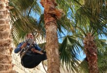 تنسيق وتقليم النخيل لاستقبال الزائرين بقلعة قايتباي في عيد الفطر المبارك 