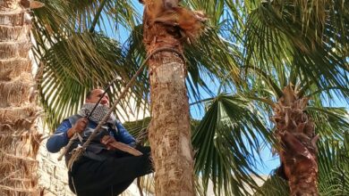 تنسيق وتقليم النخيل لاستقبال الزائرين بقلعة قايتباي في عيد الفطر المبارك 