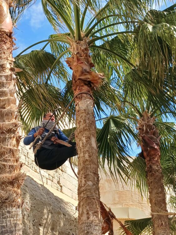 تنسيق وتقليم النخيل لاستقبال الزائرين بقلعة قايتباي في عيد الفطر المبارك 